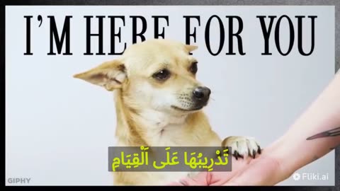 معلومات مفيدة عن الكلاب