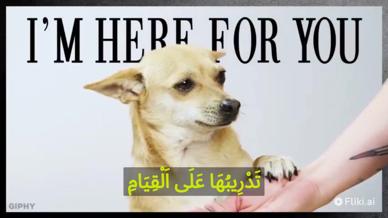 معلومات مفيدة عن الكلاب