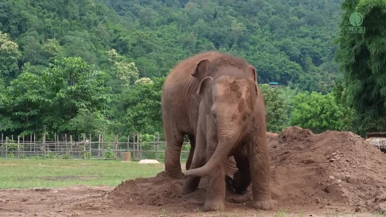 Cute Baby Elephant Pyi Mai Doesn't Want Her Playmate Take A Nap