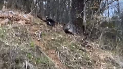 NW NC 3/19/23 Scenes from Green Mountain North Carolina 🐄 🦃