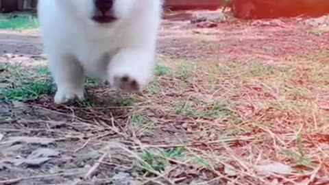 Cute baby puppy 😚🥰||
