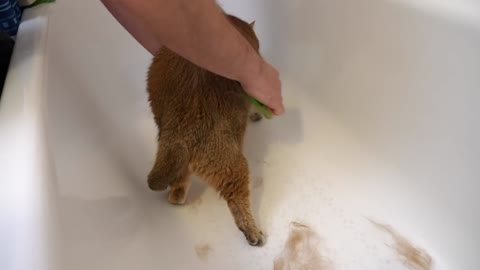 What is the Right Way to Brush Cat