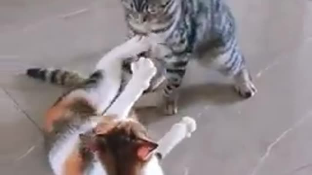 Cats funny Fight