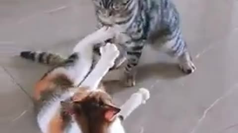 Cats funny Fight