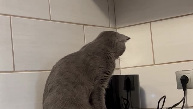 Toaster Startles Kitty Off the Counter