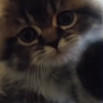 Cute Cat Gif