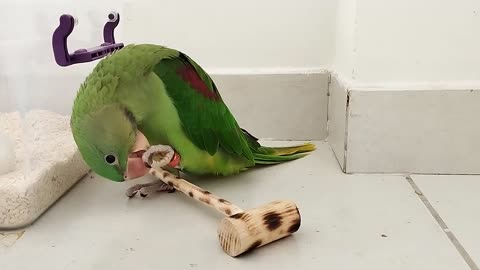 BEAK and timber- baby parrot,s playful caving with a stick mp4,