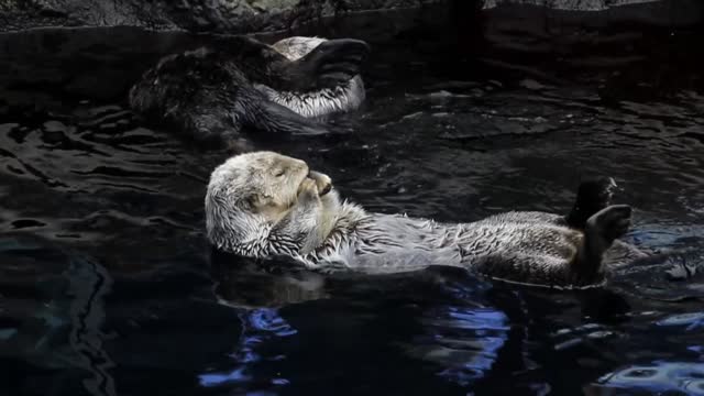 Two otters swimming backstroke and enjoying the pool