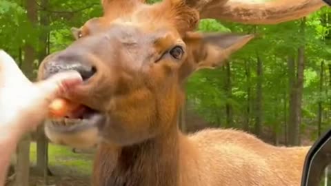 Animal cute video