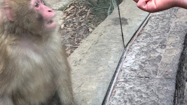 Monkey’s Adorable Reaction to Magic Trick
