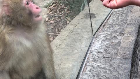 Monkey’s Adorable Reaction to Magic Trick