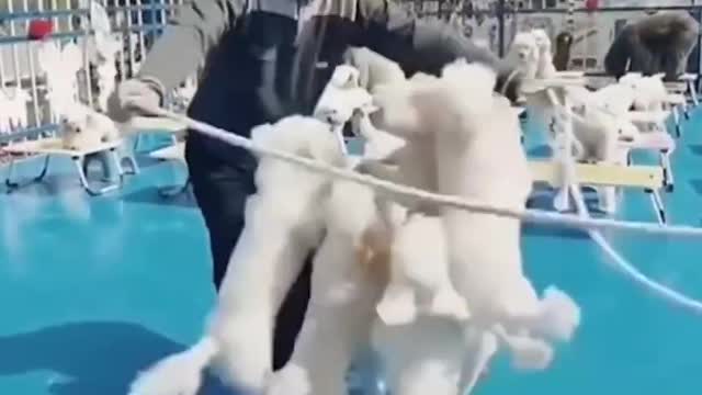 Cute Dog Funny Video
