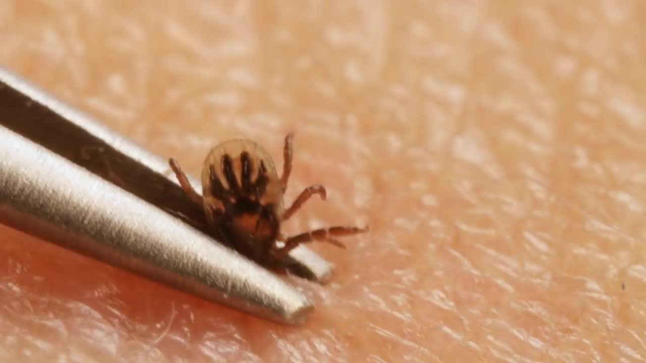Ticks Dig In With a Mouth Full of Hooks