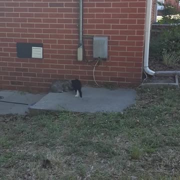 The Struggle Is Real In The World Of Kittens