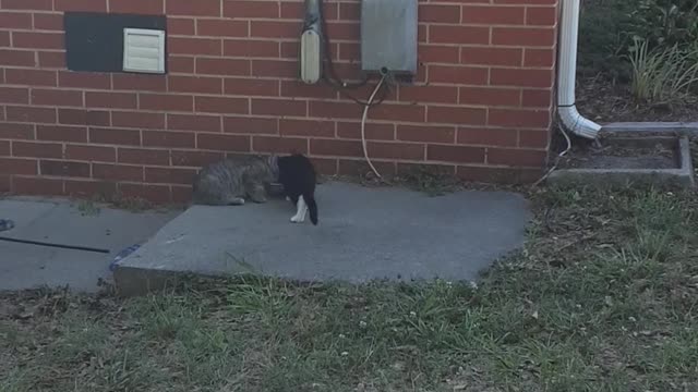 The Struggle Is Real In The World Of Kittens