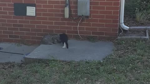 The Struggle Is Real In The World Of Kittens