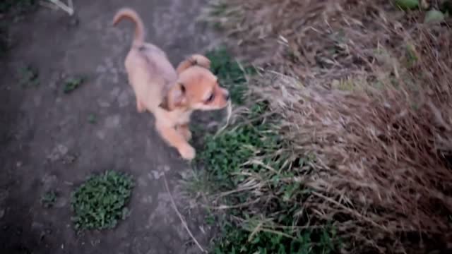 Small puppy of chihuahua for the first time on a walk and playing in nature on the field