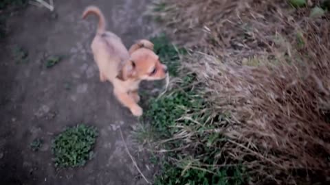 Small puppy of chihuahua for the first time on a walk and playing in nature on the field