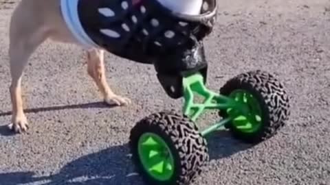 Beautiful dog on wheels