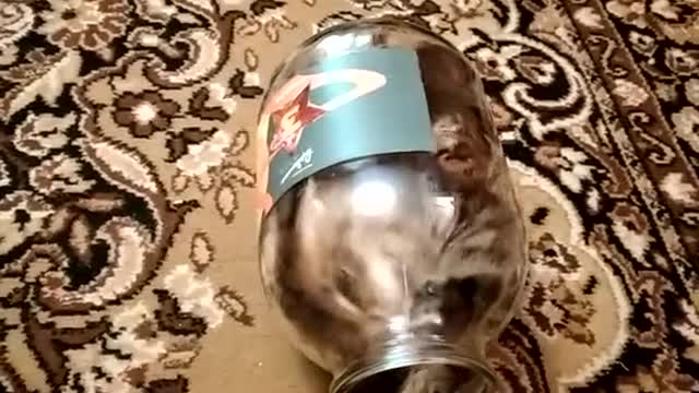 cat😽 climbed into the jar