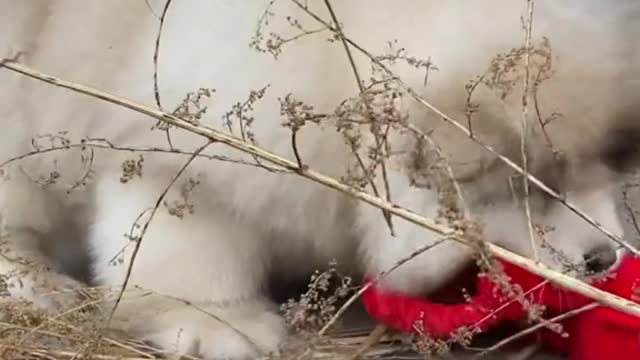 a lovable puppy