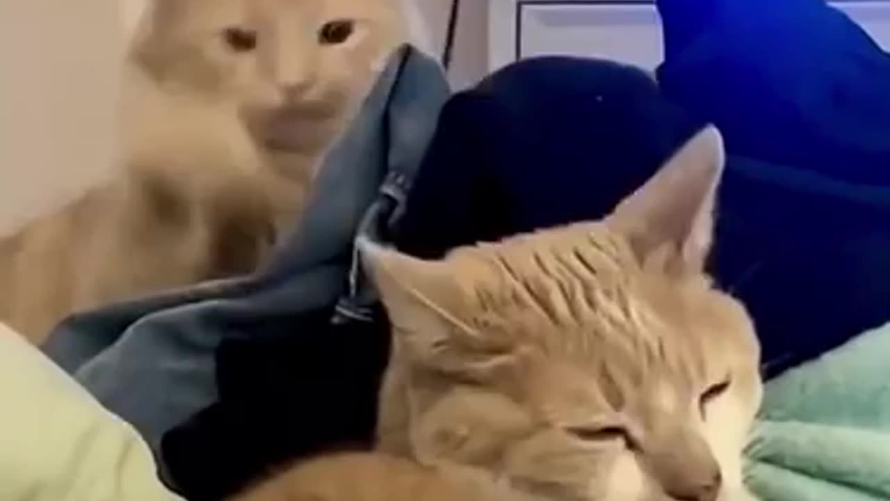 Funny video