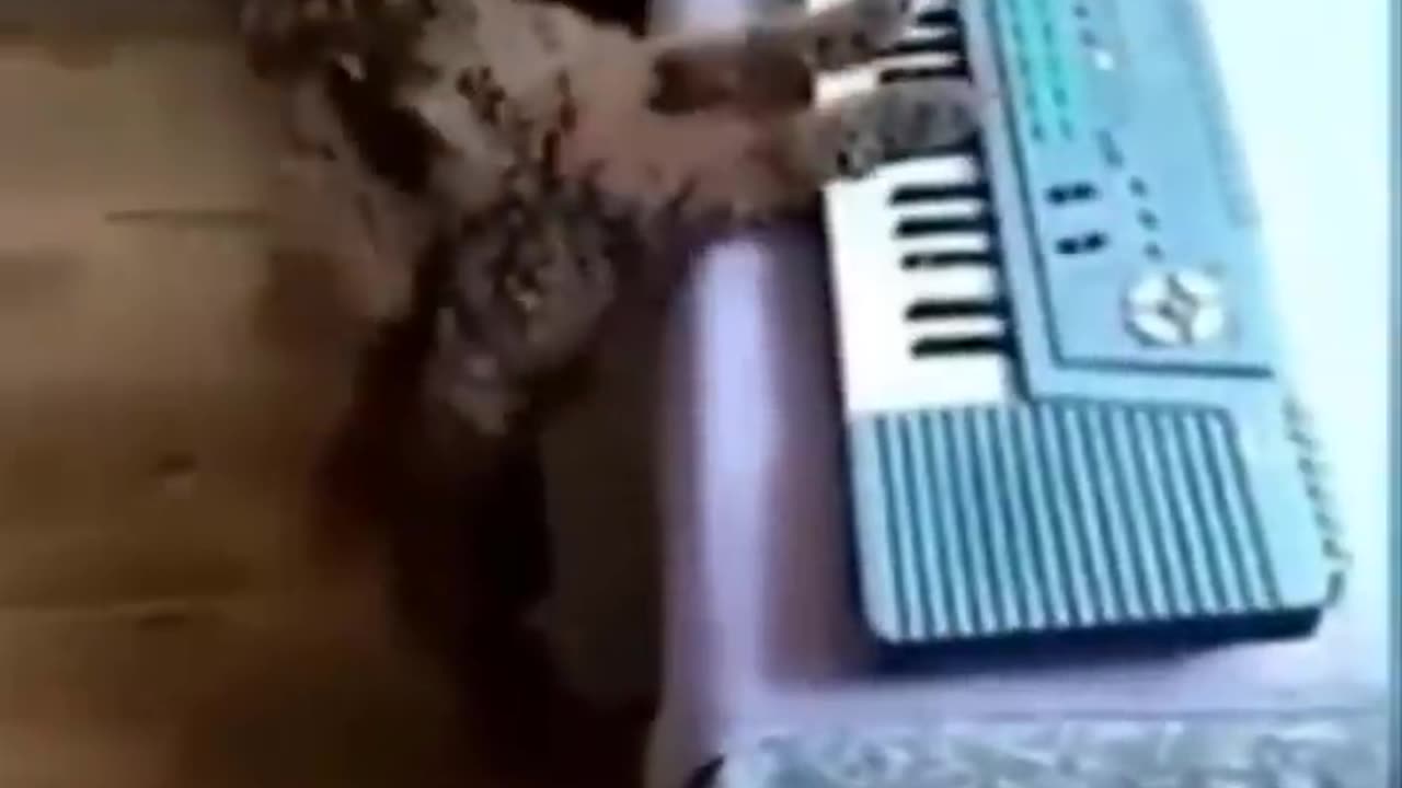 Funny and cuteis animals