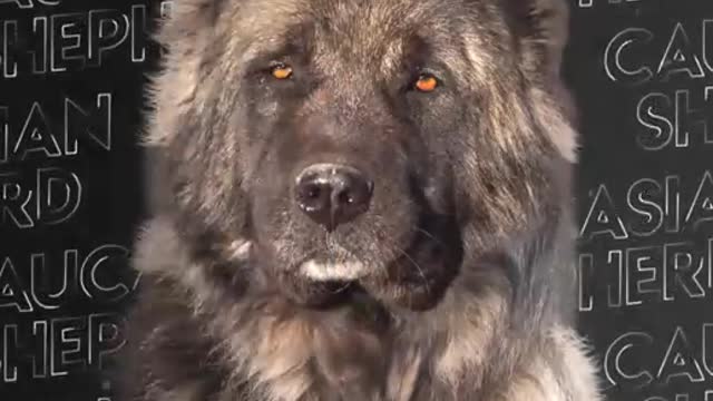 Only These Dog Breeds Can Face a Kangal