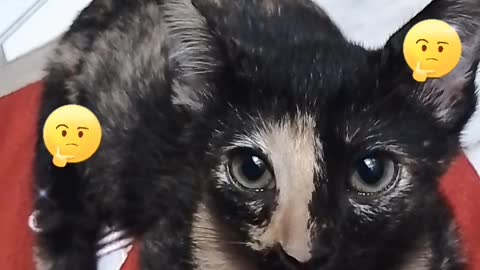 Cute Kitten