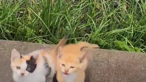 Two cute cats fighting for food