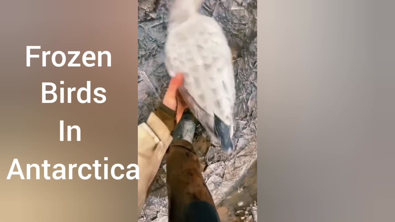 Frozen Birds rescue in Antarctica
