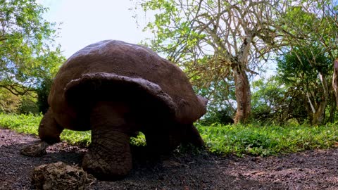 Giant tortoise | viral 2023