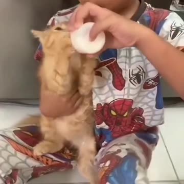 Orange Kittens fight over drinking bottled milk