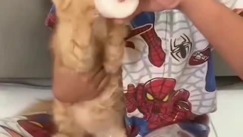 Orange Kittens fight over drinking bottled milk