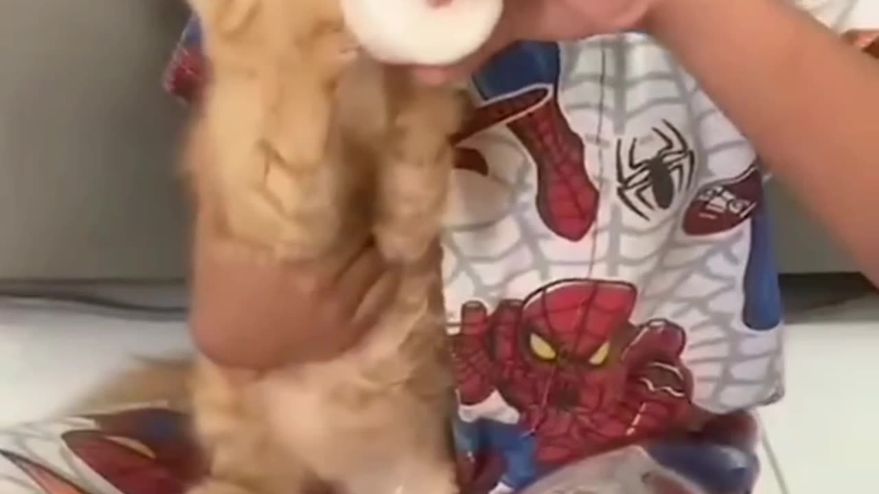 Orange Kittens fight over drinking bottled milk