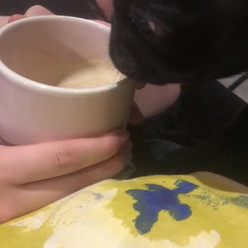 PUG WANTS COFFEE
