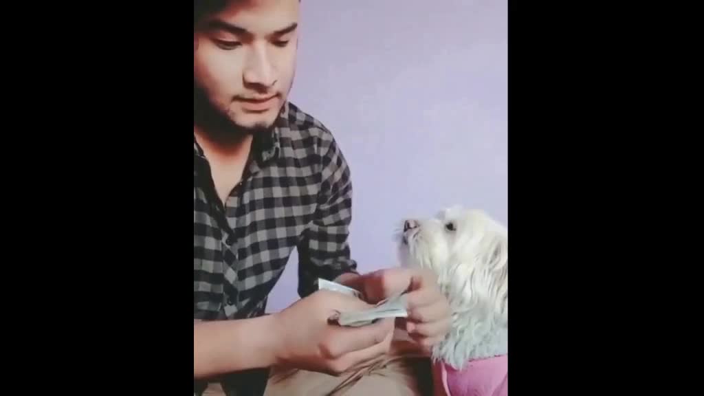 Puppy helps his owner to count his money (Try not to laugh)