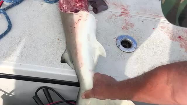 Shark bait