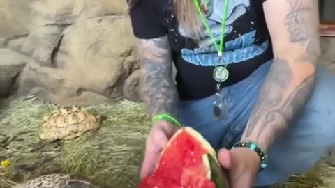 "Watermelon seems to be the most popular in these areas "