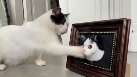 A cat looking in the mirror