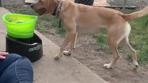Best Golden Retriever Compilation