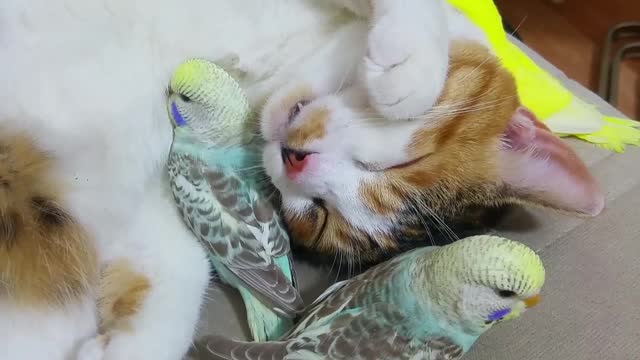 Cat Snuggles Up With Parakeets For a Nap