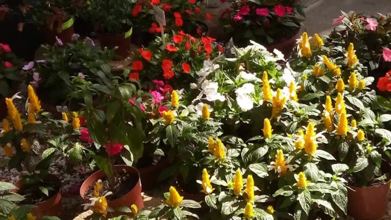 Flores