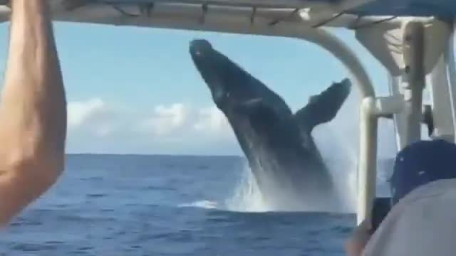 World Book "Beautiful Whale, take a look at this.. Waw"
