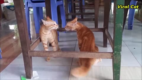 Cats Fighting and Meowing - These Two are Bloody Brothers | Viral Cat