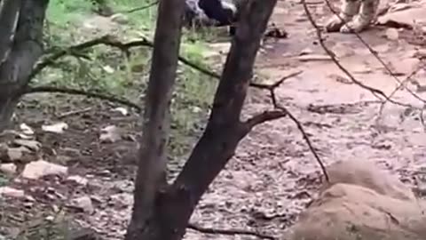 Tiger killed dog at zone 2 Ranthambore National Park, Tiger attack dog #Shorts #rumble