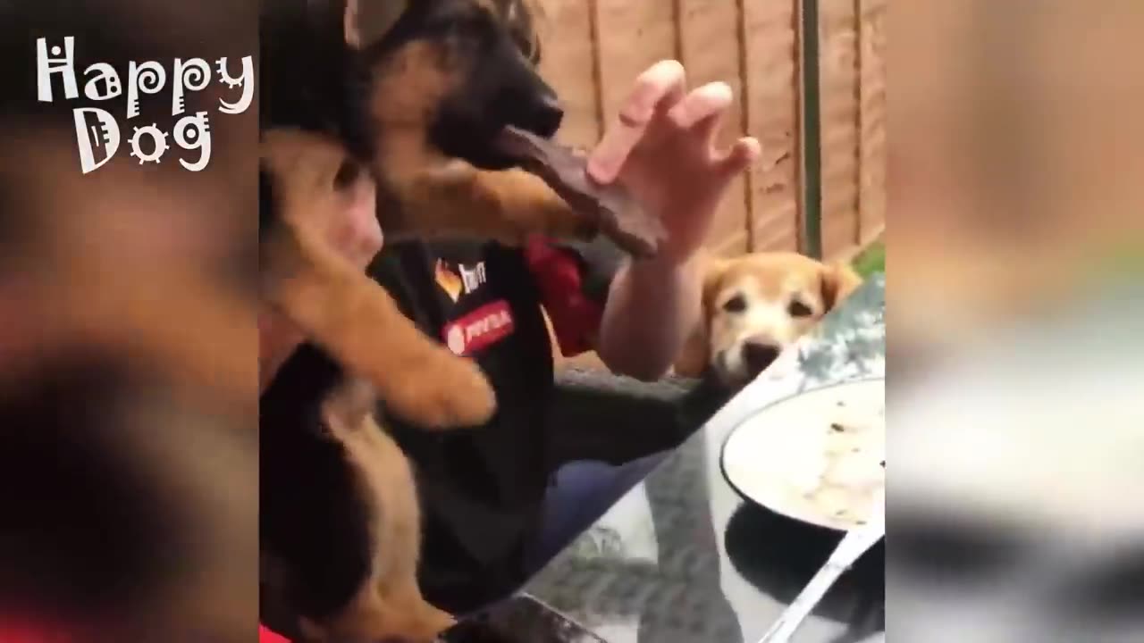 Cute cats and Dogs | Funny video #118