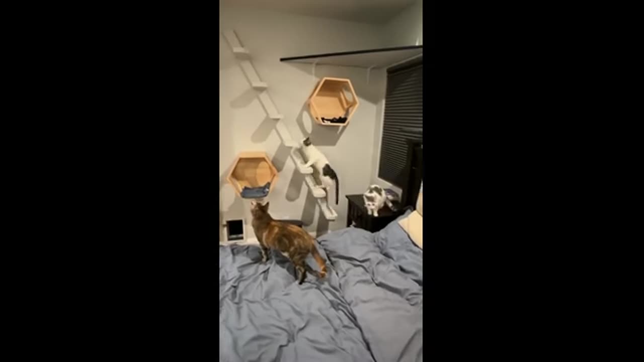🐱🐱One of a kind cat entertainment room🐱🐱