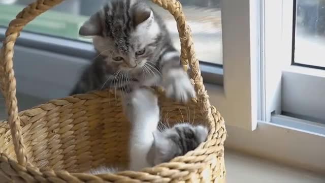 Baby Cats - Cute and Funny Cat Videos Compilation #3