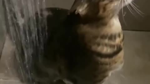 #cat #funny